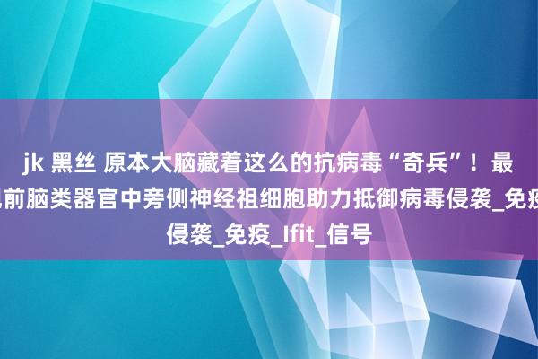 jk 黑丝 原本大脑藏着这么的抗病毒“奇兵”！最新琢磨发现前脑类器官中旁侧神经祖细胞助力抵御病毒侵袭_免疫_Ifit_信号